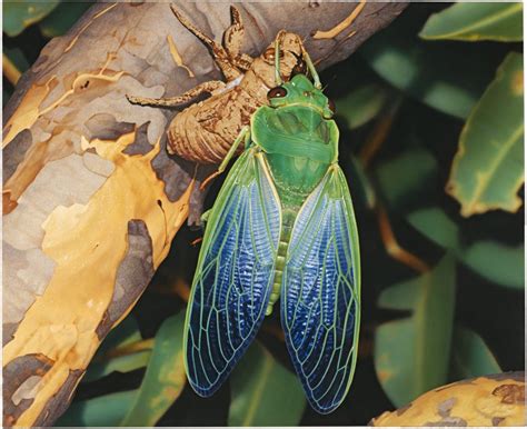 The cicada's deafening shriek is the sound of summer, and humans have ...