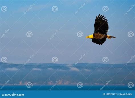 Bald Eagle Soaring Over the Mountains Stock Photo - Image of background ...