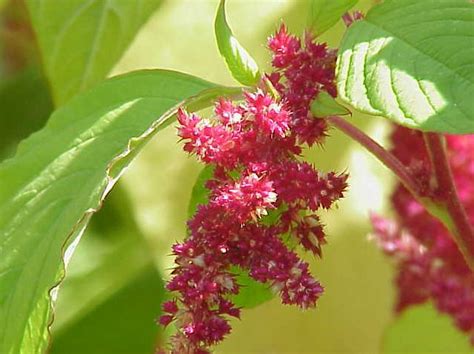 Everything to Know About Amaranth Leaves | Fit For The Soul