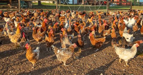 Indigenous Chicken Breeds in South Africa