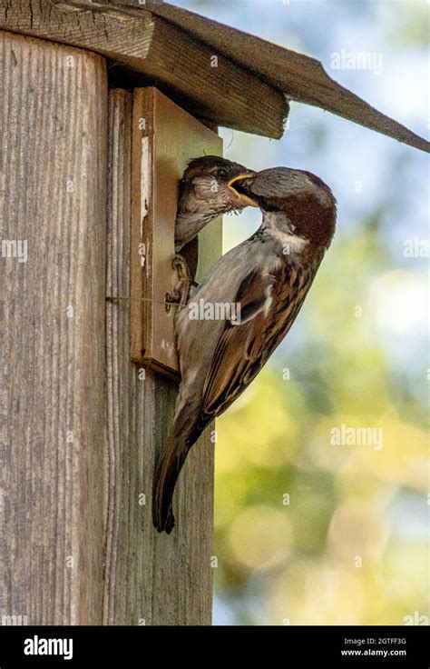 Male House Sparrow (Passer domesticus) feeding young in nest box Stock Photo - Alamy