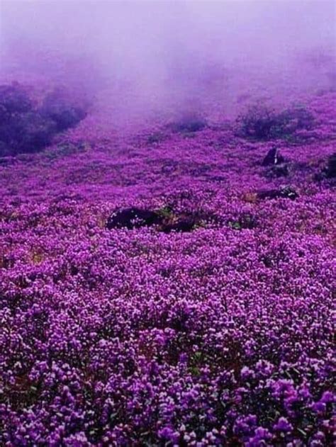 10 Unknown Facts About The Rare Neelakurinji Flower