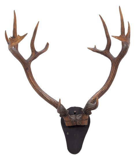 Lot 24 - Antlers/Horns: Barasingha or Swamp Deer