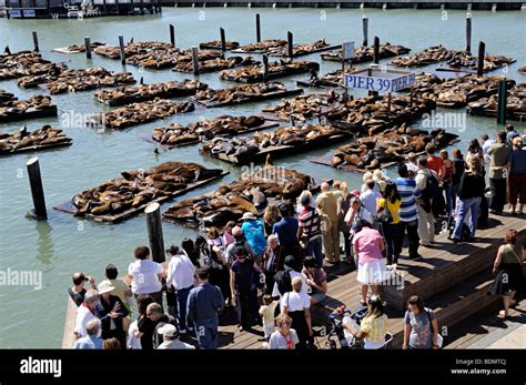 Tourist watch the seals at Pier 39, Fisherman's Wharf, San Francisco Stock Photo - Alamy