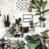 Photo 9 of 10 in 9 Plant-Filled Abodes You Should Follow on Instagram Right Now - Dwell