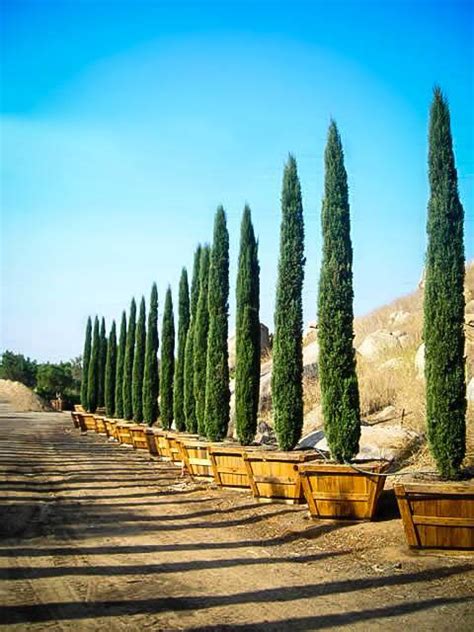 Italian Cypress Tree Facts, Cultivars, Growth Rate, Pictures