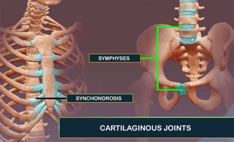 Types of Joints - Javatpoint