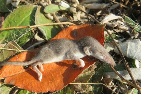 Baby Pygmy Shrew on Plant in the Garden Stock Photo - Image of ground, long: 233100660