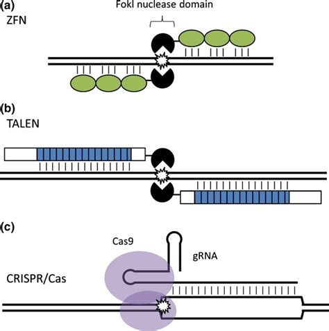 Nuclease‐mediated genome editing: At the front‐line of functional ...