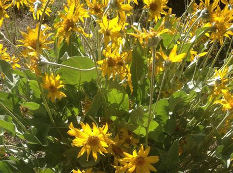 A Photo Guide to Oregon Desert Plants - Sage Clegg, Thru Hiking