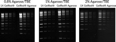 GelRed® Agarose LE - Biotium