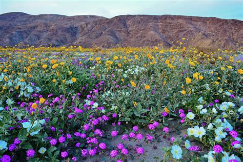 Anza Borrego Flower Season : Anza Borrego Desert Wildflowers Update : The season for wildflower ...