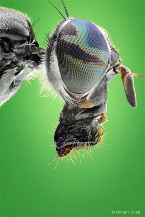 Incredible Macro Photographs Showcase the Unseen Details of Insects ...