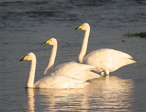 MONTGOMERYSHIRE BIRDS: Whooper Swan @ Caersws