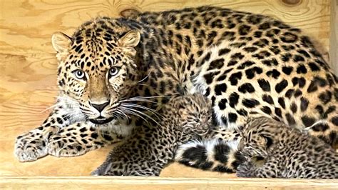 A litter of critically endangered Amur leopard cubs were born at the Saint Louis Zoo | CNN