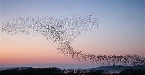 Starling Mırıltıları Bilimi Üzerine ‹ Literary Hub - Edebiyat Tarihi