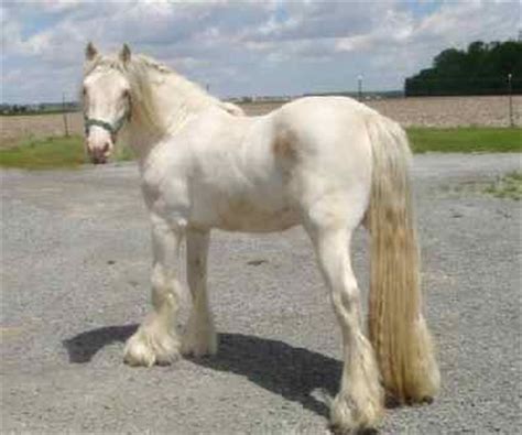 Fries paard | Albino - witte dieren | Pinterest