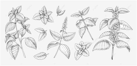 Peppermint Mint Vector Hd PNG Images, Peppermint Sketch Mint Plant Spearmint, Fresh, Set, Mint ...