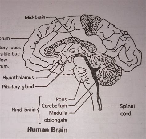 Top 76+ human brain sketch diagram latest - seven.edu.vn