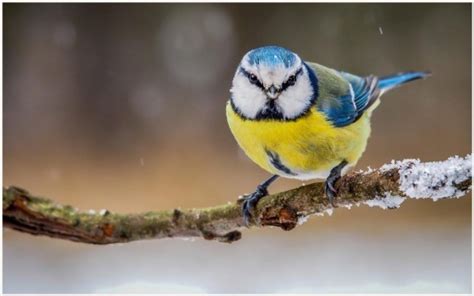 Winter Birds Desktop Wallpapers Hd Wallpapers Backgrounds - Winter Bird ...