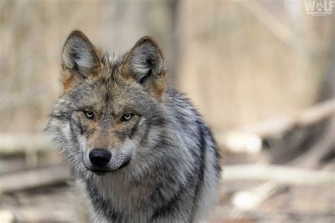 Endangered Mexican Gray Wolf Found Dead in Arizona | Wolf Conservation Center