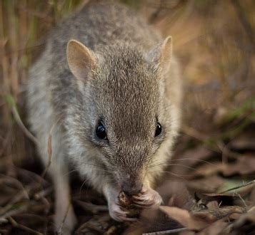 Endangered Northern Bettongs to be Better Protected