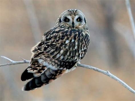 7 Species of Owls in Missouri (with pictures) - Animal Hype