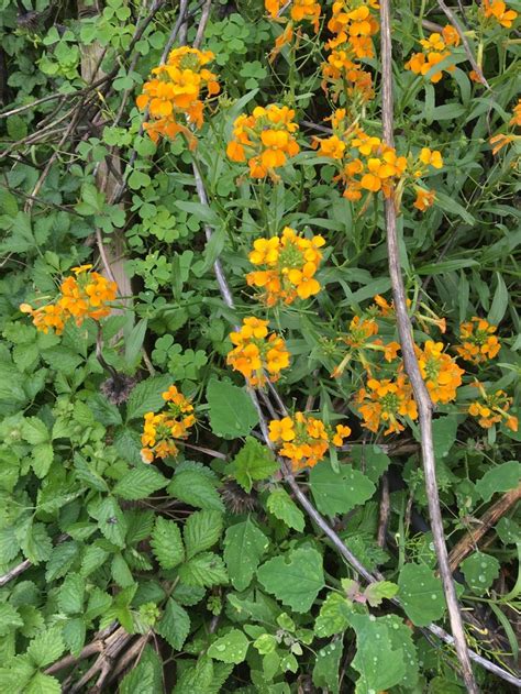 Siberian Wallflower | Plants, Wild flowers, Garden