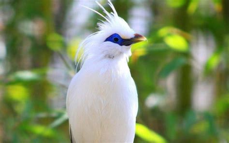 birds bali starling Wallpapers HD / Desktop and Mobile Backgrounds