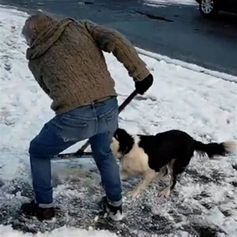 This dog won tug-of-war against his owner for a shovel - Good Morning ...