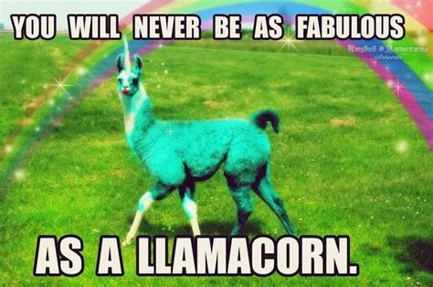 Pin on Llama's | Pinterest humor, Funny animal memes, Llama