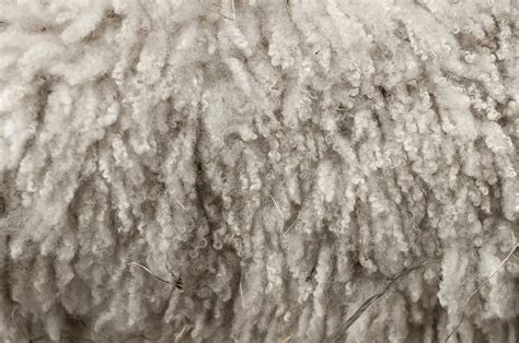 Wool - Wikipedia