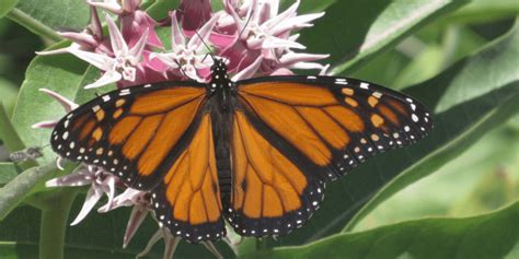 5 Ways You Can Help Western Monarchs - The National Wildlife Federation Blog