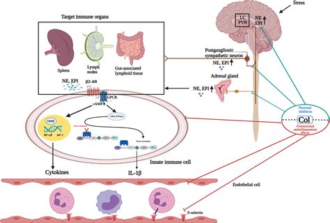 Frontiers | A Hypothesis Regarding Neurosecretory Inhibition of Stress Mediators by Colchicine ...