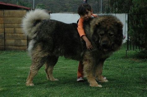 Caucasian Shepherd - Beautiful and Mighty Guard Dogs