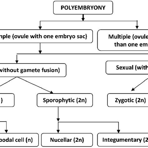 Schematic presentation of different ways of polyembryony. | Download Scientific Diagram