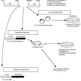 Strategies used to study human mineralocorticoid receptor expression... | Download Scientific ...