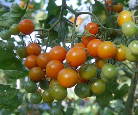 Plant Something: From the Farm: Tomato Season