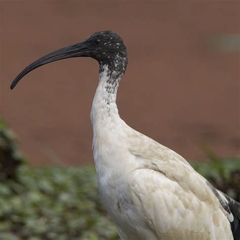 Ibis | Wild animals pictures, Ibis, Animals wild