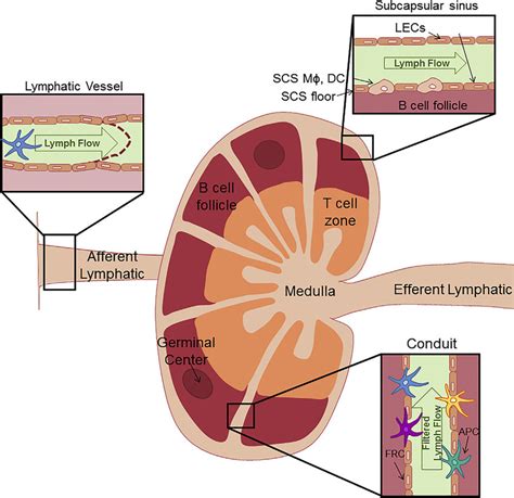 Lymph Node Structure The typical structure of a lymph node ...