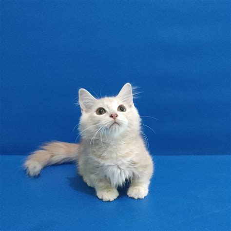 Kucing Munchkin, Hewan Berkaki Pendek yang Banyak Disukai - Lifestyle Katadata.co.id