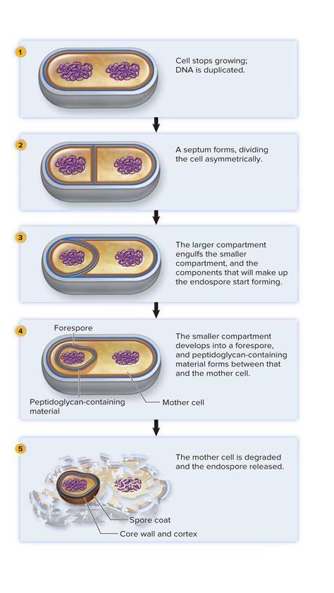 Sporulation (bacterial endospore formation) | Microbiology, Microbiology study, Medicine studies