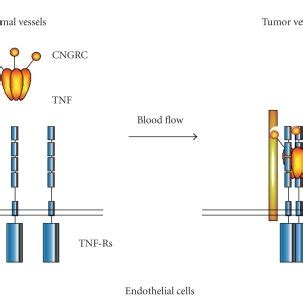 Proposed mechanism of action of lenalidomide. This drug can inhibit ...