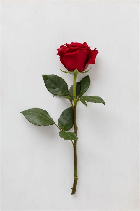 Single Red Rose | Rose flower pictures, Flowers photography wallpaper, Red roses