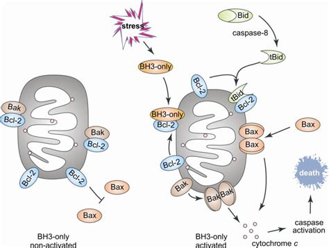 IJMS | Free Full-Text | Intrinsically Disordered Proteins in Bcl-2 Regulated Apoptosis