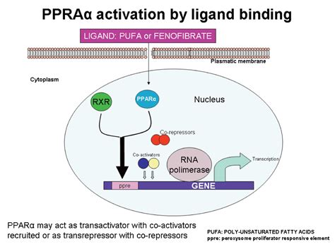 Fenofibrate Mechanism Of Action - slideshare