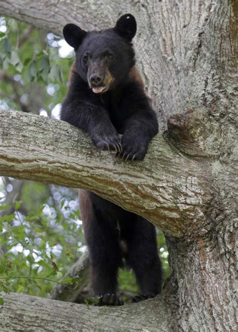 Louisiana testing waters for controlled black bear hunts; survey ...