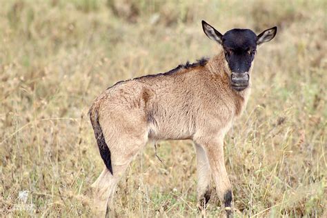 Cubs and Calves: It's Serengeti Calving Season | Thomson Safaris