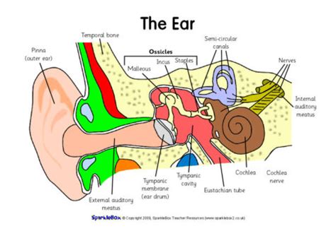 Ear Worksheet For Kindergarten