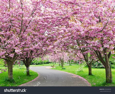 Scenic View Of A Beautiful Winding Country Road Lined By Cherry Trees In Blossom Stock Photo ...